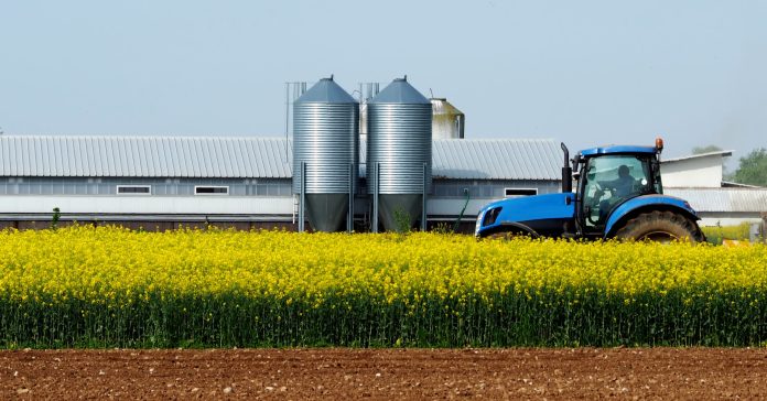 Blue tractor in the middle of a yellow canola field.