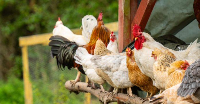Grupo de gallinas en una granja